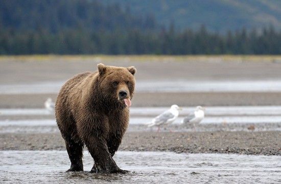 两只棕熊为晚餐激烈打斗 事后和好如初似兄弟