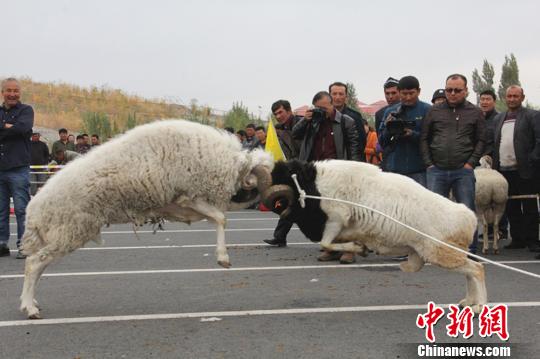 新疆和静民间斗鸡羊比赛场面火爆