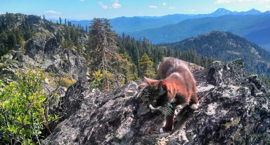 美国网红 冒险猫 走遍美国人气高(高清组图)