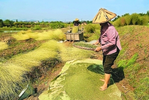小小金丝草 种植收益好