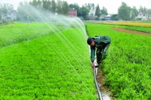 南京八卦洲芦蒿种植时间推迟 12月底大量上市