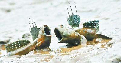 弹涂鱼上树吃蜗牛纯属杜撰