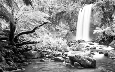 巴西加强亚马孙生物多样性研究与保护