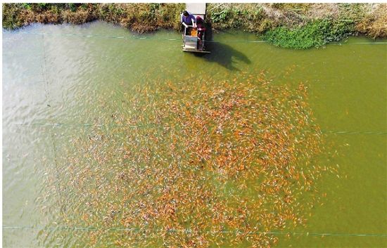 浙江德清:锦鲤养殖成规模