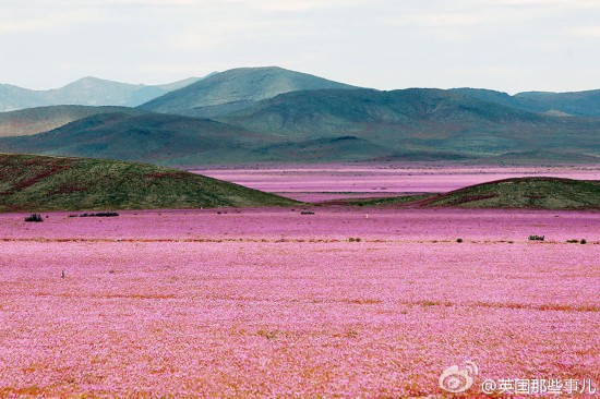 美!世界最干燥沙漠遇大雨花开遍地成紫色海洋