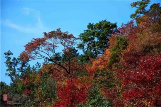 安徽天堂寨 绝对不放过最后一抹暗影之秋