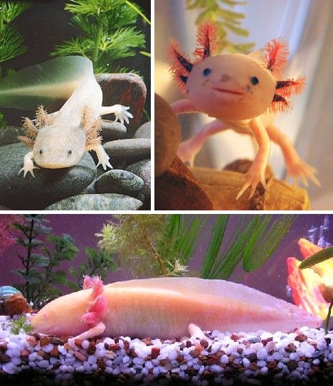 百年难遇 世界七种最罕见的白化动物--山东频道--人民网