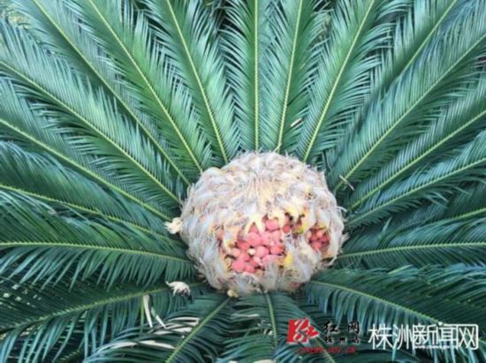 炎陵神奇铁树开花又结果 果实长得像鸟巢