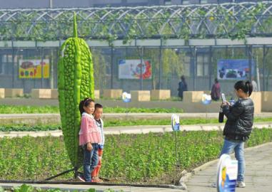 四川菜博会开幕 太空南瓜扯眼球 重达300多斤