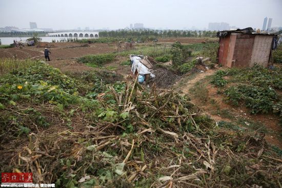 整个地块，除了一栋略带欧式风格的售楼部外，其余土地现沦为市民的菜地，巨大的建筑基坑成为市民的露天游泳池，每天都有几十名游泳爱好者来此游泳。这是规划中的大型城市综合体项目——安庆“泰鑫威尼斯城”。