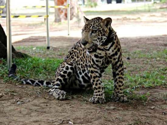 猎人丛林中救起小豹子 吃猫粮长大成 吉祥物