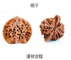 媱֮樫C jؤo