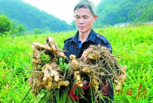 河源连平百亩生姜滞销待收购