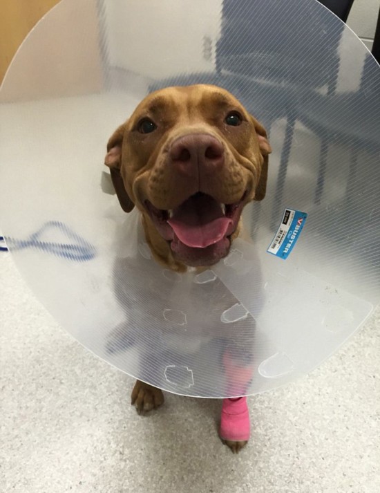 加三只宠物狗遭箭猪攻击浑身扎满倒刺