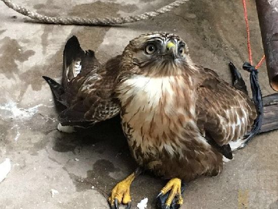 稀奇!老鹰空降西安一农家院抓鸡不成反被擒