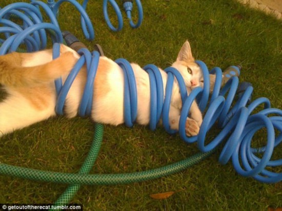 When a bit of fun goes horribly wrong: This kitty knows he's got himself into a tangle after attempting to take on a hose pipe 