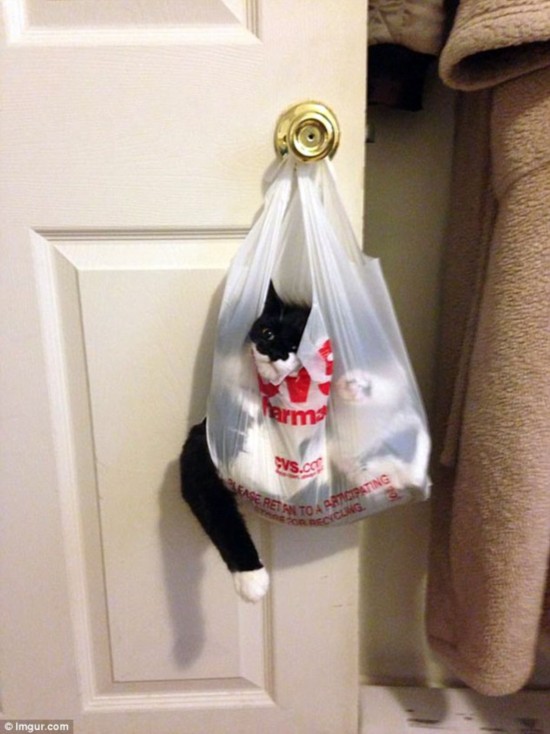 Let the cat out of the bag: Felines, who clearly didn't think through their impulses, can be seen trapped in carrier bags in a hilarious photo series