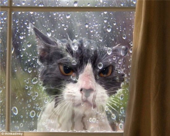 Let me in: This angry looking moggy decided to take an afternoon stroll in the garden, but was treated to a shower when he returned home and there was no one to let him back in 