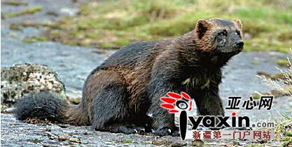 新疆青河频发熊吃牛羊村民要求打死棕熊