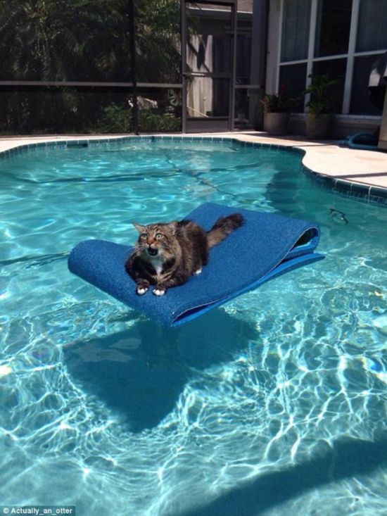 Regrets: This four-legged friend realised he didn't want to take that mid-afternoon dip after all - but it was too late for second thoughts 