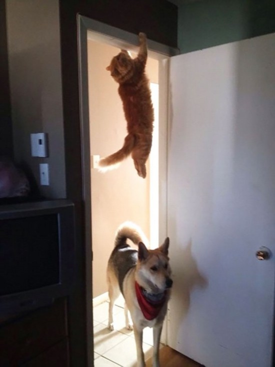 Hanging out: This cat holds on for dear life after he attempted to scale a door frame only to realise he had made a huge mistake