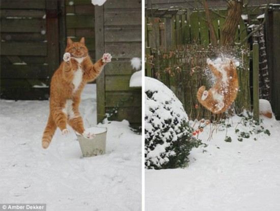 Incoming! This ginger cat grossly misjudged the speed of a snowball 