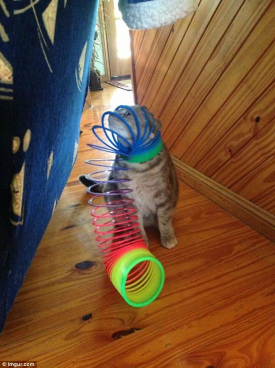 Help me: This poor kitty found himself in a bit of a pickle when he attempted to play with a slinky 