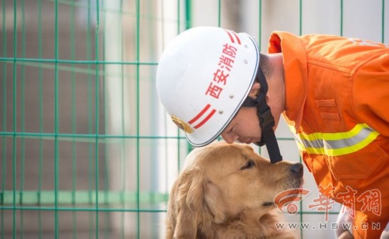 不会说话的天使--搜救犬是怎样炼成的