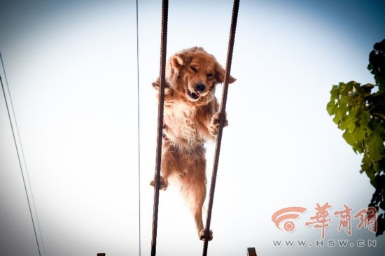 不会说话的天使--搜救犬是怎样炼成的