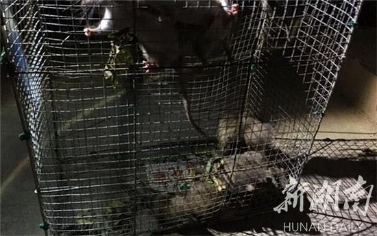湖南大叔发明灭鼠神器 一晚抓鼠50多只(图)-