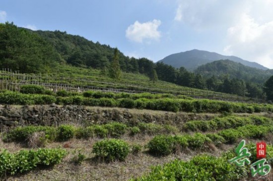 岳西县天峡风景区全力打造高标准精品茶园