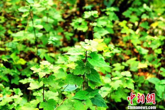 南京棲霞山現純野生茶藨子種群堪稱“植物大熊貓”
