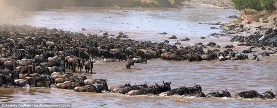 Some 1.5 million wildebeest and hundreds of thousands of zebra migrate from Tanzania's Serengeti Plains to Kenya's Masai Mara National Reserve each year