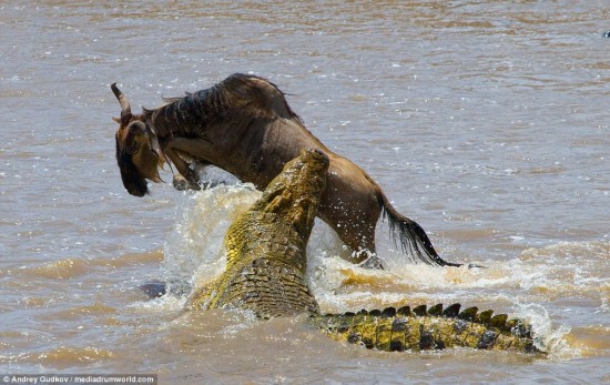 The great escape: A photographer captured the moment a wildebeest managed to dodge the deadly teeth of a giant crocodile by making a last-second leap to safety