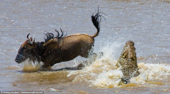 Close call: Incredibly the wildebeest manages to jump up at the last moment as the crocodile was about to strike - and somehow manages to bound off unscathed