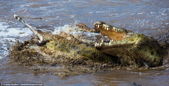 Not so lucky: Despite the escape, the crocodiles managed to haul down another wildebeest along the same stretch of river in the Masai Mara