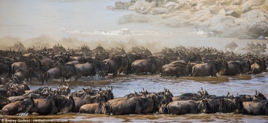 Safety in numbers: Hundreds of wildebeest take to the water and stick close together as they cross the river in Kenya's Masai Mara