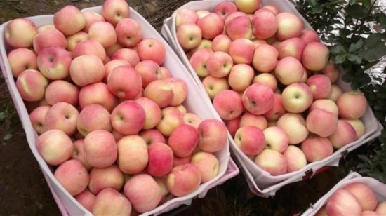 什么样的苹果好?