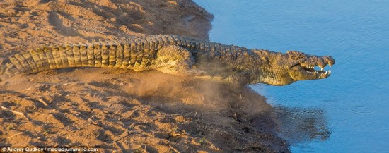 Hunter: The crocodiles lay in wait for the migrating animals and pounced when the wildebeest crossed their paths