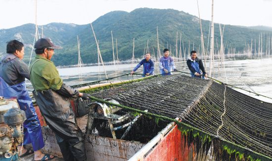 拆三无船养发财菜 浙江临海推进渔民转产转