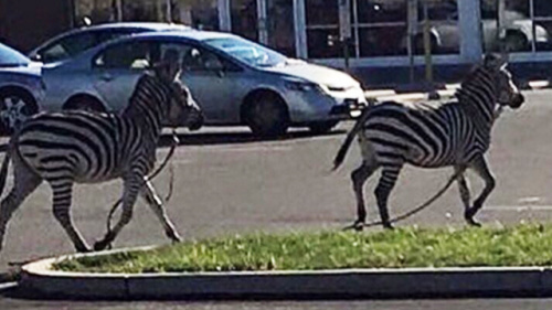 淘气斑马双双出逃马戏团 马路上狂奔被拘留(