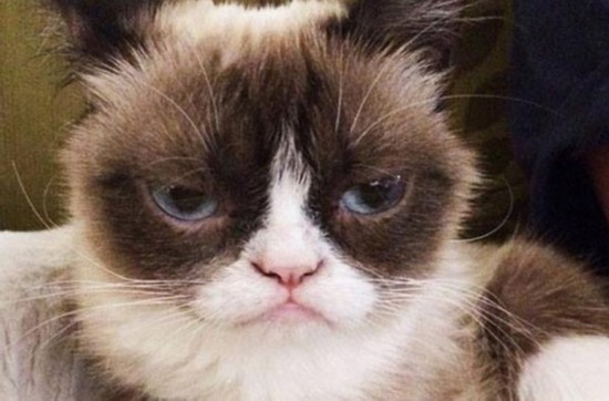 哈士奇打劫路人超搞笑 盘点网上最红的宠物明星--重庆视窗--人民网