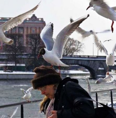 表演狮子冲出笼子 盘点近几年动物伤人事件(组