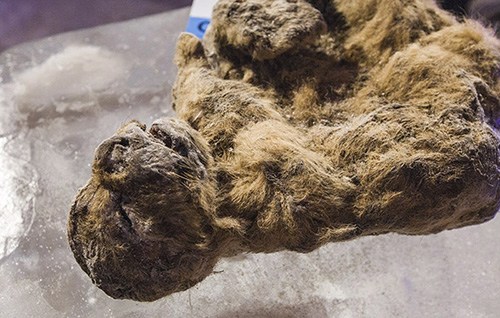 西伯利亚冰冻万年狮子尸体展出专家称有望被克隆
