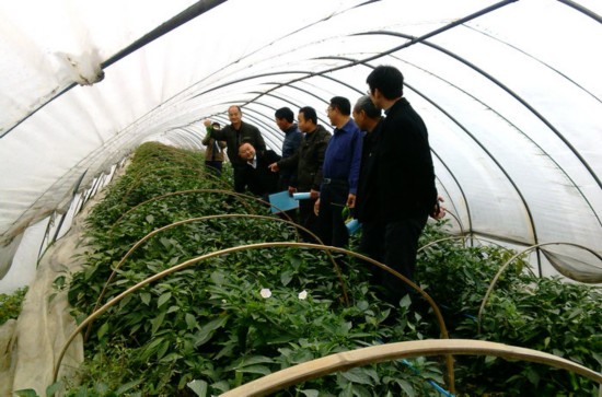 滁州市少数民族大棚蔬菜种植技术专题培训班在