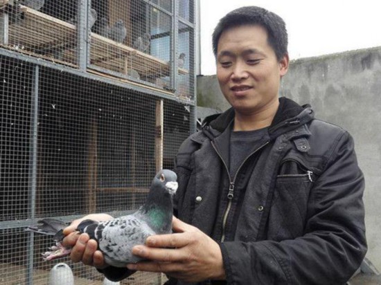 价值数十万鸽子被卖到杀鸡场?!