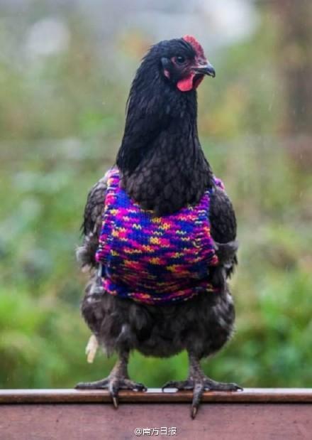 子为鸡织套头衫过冬 按照鸡的羽毛颜色搭配搭