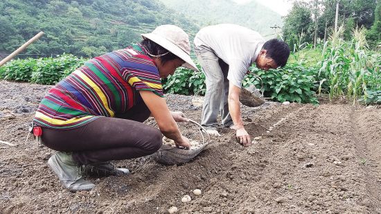 药农种植贝母忙