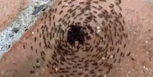 行军蚁群陷“死亡漩涡” 快速转圈直到全累死(图)--新疆频道--人民网