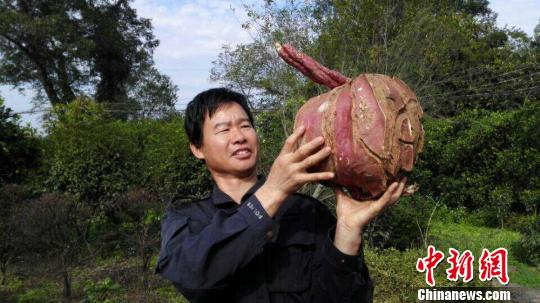 湖南村民挖出22斤重红薯王